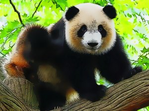 Cute Baby Panda Puzzle Game