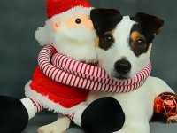 Funny Christmas Dogs Puzzle Game